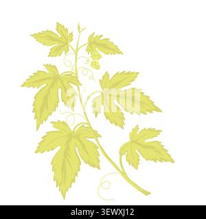 A twig with leaves and cones of hops. Vector illustration. A branch of green leaves and tendril-like tendrils, isolated on white background. For print Stock Vector