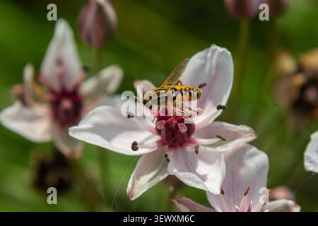 Sphaerophoria scripta interacts with fragrant white flowers gathering nectar while pollinating in a vibrant garden under bright sunlight in late sprin Stock Photo