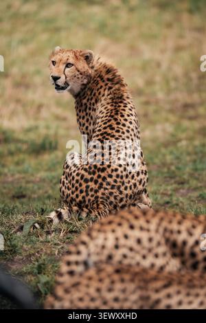 Young cheetah looking back in African grassland Stock Photo