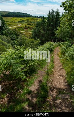 Winding hiking trail through green Peak District valley Stock Photo