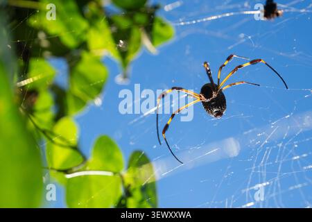 Golden silk orb weaver spider on web outdoors Stock Photo