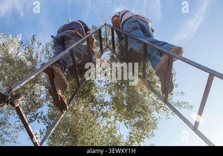 Laborer on the ladder collecting olives from the branch to the b Stock Photo