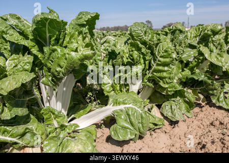 Magnificent chard plants at organic farm Stock Photo