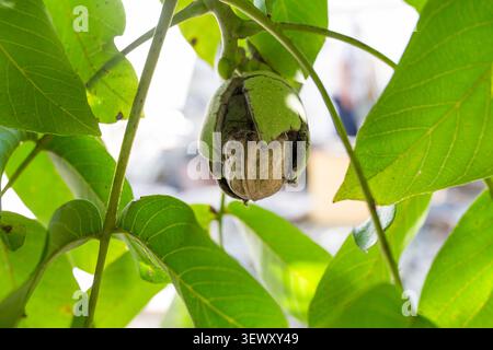 Ripe fruits arise from nutshell on tree Stock Photo