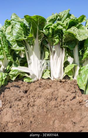 Magnificent chard plants at organic farm Stock Photo