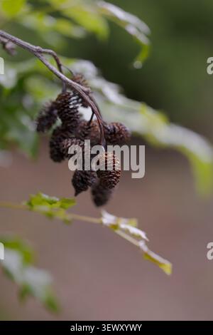 Close-up of young pinecones growing on a forest plant stem Stock Photo