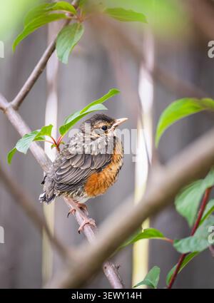 Young American Robin fledgling perched on a leafy branch Stock Photo