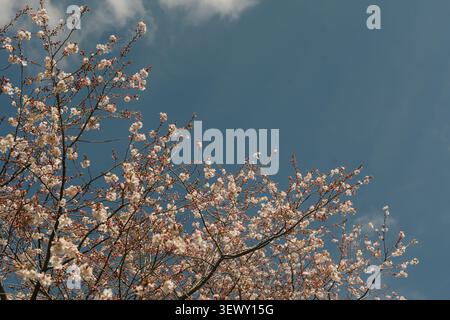 Cherry blossom tree branches against a blue sky Stock Photo
