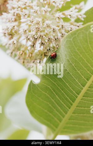 Tiny red ladybug sitting on a large green milkweed leaf Stock Photo