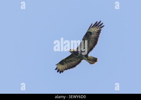 Common buzzard, Buteo buteo soaring against a blue summer sky in Sussex, UK Stock Photo