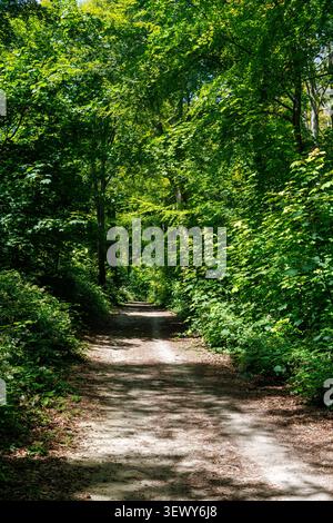 Tree lined paths in Friston Forest during the summer time. South Downs National Park, East Sussex, England, UK Stock Photo