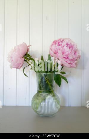 Pink peonies arranged in a vase, in white wooden panel wall, with glass vase, pink peonies, green leaves, with glass, flowers texture, from a frontal view perspective, with pink, green accents. Stock Photo