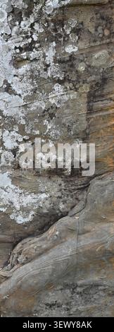 Vertical close up of a gray rock boulder surface with abstract blotches of white black tan and golden colors, uneven rippled texture Stock Photo