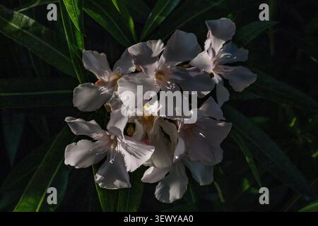 Oleander plant with white flowers Stock Photo