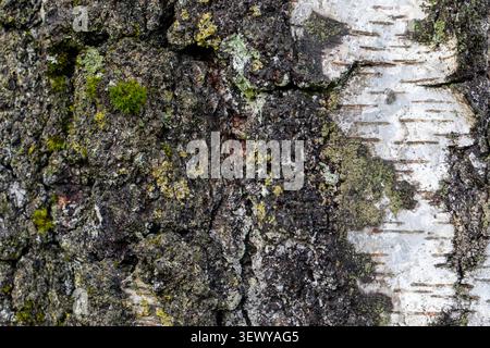 Birch Bark Background Texture Natural Tree Rinde Pattern Close Up Stock Photo