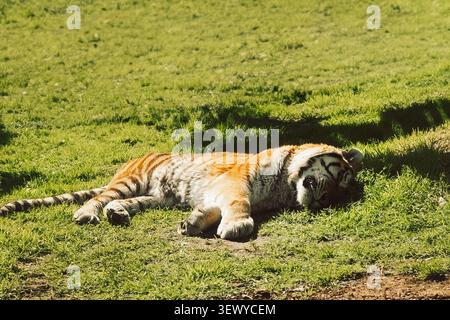 Portugal, Lisbon -  Zoo. Jardim Zoologico.  tiger rests on the grass in wildlife reserve during a warm afternoon. animal is lying down, enjoying sunli Stock Photo