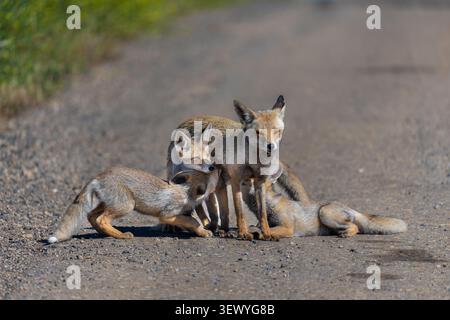 Red fox vixen (Vulpes vulpes) provides milk to her young kits, two actively nursing and one waiting nearby, displaying maternal care and nurturing beh Stock Photo