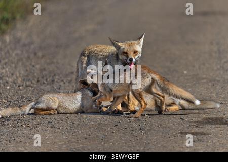 Red fox vixen (Vulpes vulpes) provides milk to her young kits, two actively nursing and one waiting nearby, displaying maternal care and nurturing beh Stock Photo