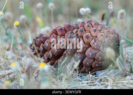 A fallen pine cone on the ground surrounded by wild vegetation in the Sierra de Mariola Natural Park, Bocairent, Spain Stock Photo