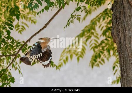 Eurasian Hoopoe bird is captured in flight, showing its distinctive crest and striped wings while moving through a natural outdoor environment with fo Stock Photo