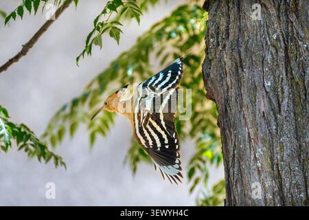 Eurasian Hoopoe bird flying with its distinctive striped wings fully extended. Showcasing its elegant profile against a soft background of green leave Stock Photo