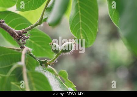 Two green young walnuts on tree branch with leaves. Small walnuts in spring. Healthy eating, useful products. Stock Photo