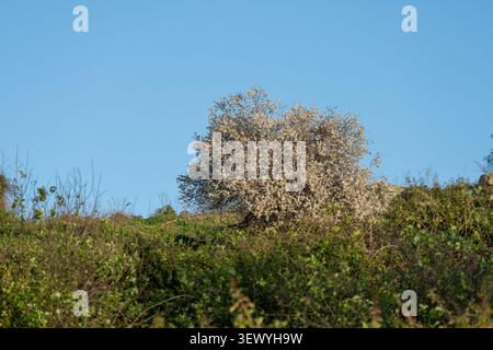 Almond tree blooming with white flowers growing on a green hillside under a clear blue sky, showing the arrival of spring and natural beauty in the Mi Stock Photo