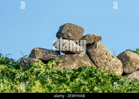 Basalt rocks forming a weathered dry stone wall, nestled among vibrant green vegetation, standing against a clear blue sky, illustrating natural resil Stock Photo