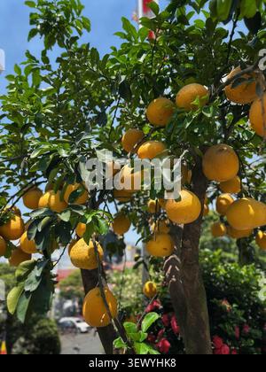 Ripe pomelo fruits hanging on a tree in an orchard. A vibrant close-up of heavy, ripe pomelo fruits ripening on a leafy tree branch. Stock Photo