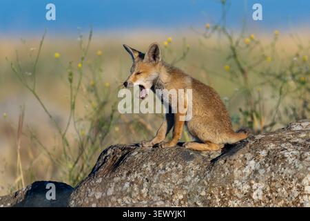 Young Red fox (Vulpes vulpes) sitting on a textured rock, yawning widely while opening its mouth and showing its teeth, with a soft background of gree Stock Photo