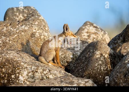 Young Red fox (Vulpes vulpes) sitting on a textured rock, yawning widely while opening its mouth and showing its teeth, with a soft background of gree Stock Photo