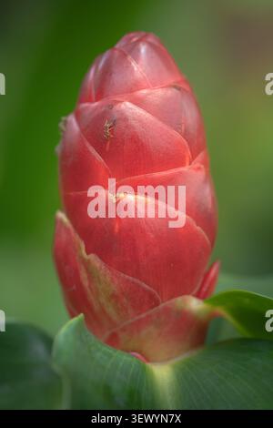 Costus woodsonii vertical macro closeup of red button ginger flower bud with small ant on green background Stock Photo