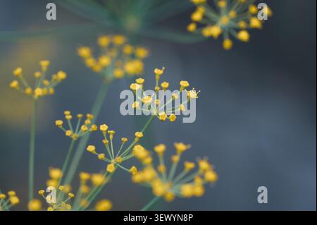 Dill horizontal macro selective focus closeup of tiny yellow flowers blooming in umbrella zone on dark blurry background Stock Photo