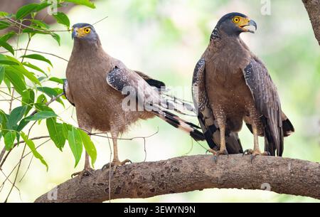 Crested Serpent Eagle (Spilornis cheela) Stock Photo