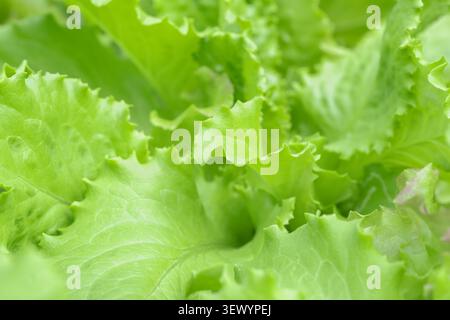 Lettuce horizontal macro selective focus closeup of curly green salad leaves fill frame background texture Stock Photo