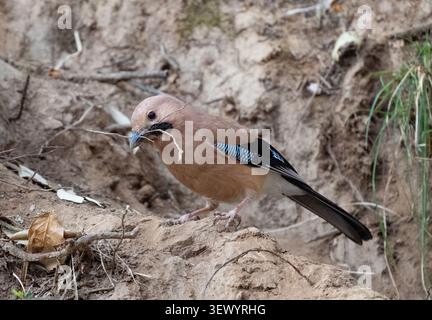 Eurasian Jay (Garrulus glandarius) Stock Photo
