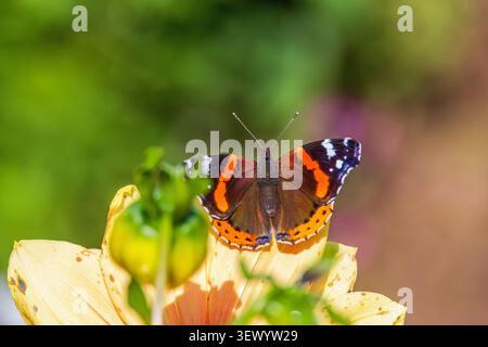 Red admiral butterfly sitting on a flower Stock Photo