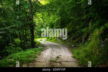 Scenic winding gravel road curving through a dense green forest in Učka Nature Park, Croatia. Quiet countryside road for hiking and driving. Stock Photo