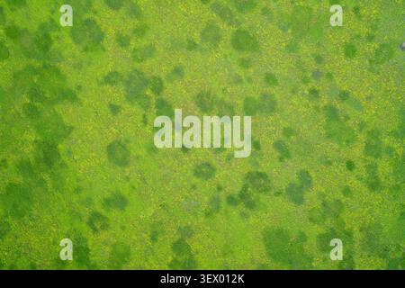 Vibrant green grass field backdrop featuring organic textured patterns of blooming yellow flowers and mossy dark spots on a sunny day copy space Stock Photo