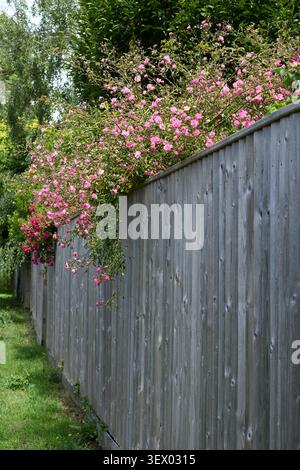 Rambling roses over a fence Stock Photo