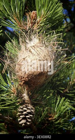 Close-up of a pine processionary moth (Thaumetopoea pinivora) caterpillar nest in a pine tree (Pinus) against a clear sky in a natural woodland area, Stock Photo