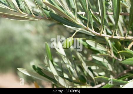 Close-up of a single young green olive hanging on an olive tree branch with leaves in sunny outdoors. Stock Photo