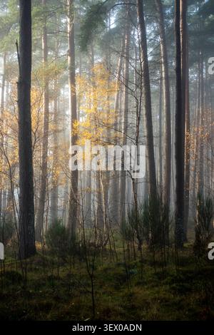Pine Trees and Birch in the Mist, Cannich village, Highlands Scotland Stock Photo