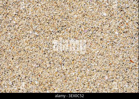 Sandy beach beach with lots of shells. The sand is light brown in color. There are many different sizes of shells scattered in the sand Stock Photo