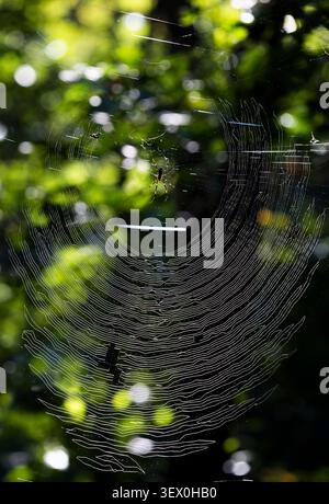 Spider Web in woods in Oconee County, South Carolina. Stock Photo