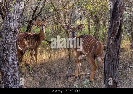 Nyala ewes (Tragelaphus angasii) with their iconic cryptic markings in the woodlands of Hlane Royal National Park, Eswatini. Stock Photo