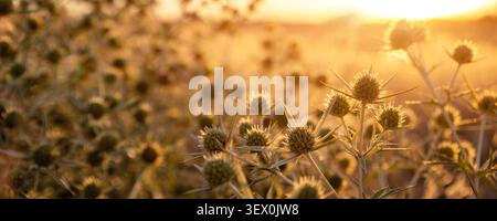 Abstract warm landscape thistle dry wildflower and grass meadow on warm golden hour sunset or sunrise time. Tranquil autumn fall summer nature field Stock Photo