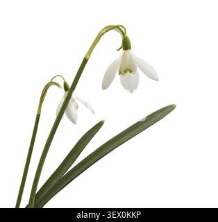 Snowdrop flowers and green leaves isolated on white Stock Photo