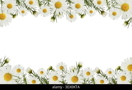 Daisy flowers and buds in a border arrangements isolated on white background Stock Photo