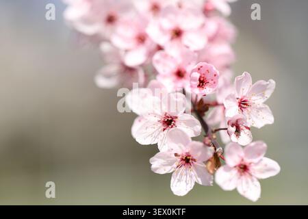 Delicate pink cherry blossoms on sunlit branches against a soft natural background. Stock Photo